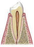 Anatomia interna del diente