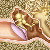 Anatomía del oído medio