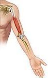 Muscular atrophy