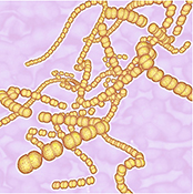 Bacteria Streptococcus
