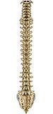 Columna vertebral vista posterior
