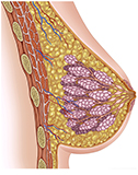 Fisiología de los pechos femeninos