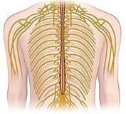 Ramificación nerviosa dorsal