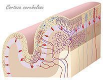 capas de la corteza cerebelosa