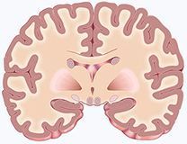 corte cerebral frontal