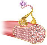 neuromuscular synapse