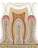 Anatomía de la muela