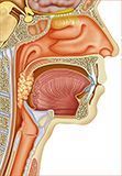 Tumor Orofaringe 