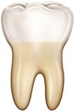 Anatomía de la muela