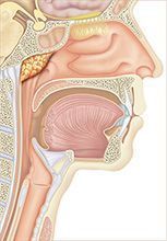 Tumor Orofaringe
